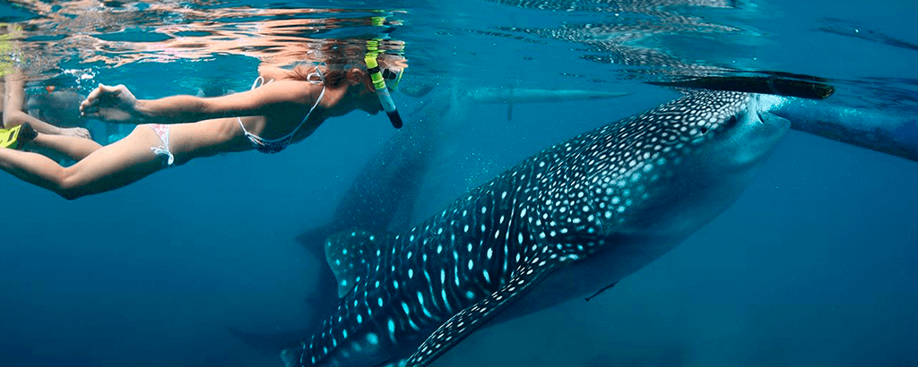 Snorkeling Tour with Whale Sharks
