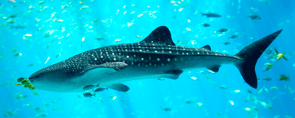 Tiburon Ballena bajo el agua con Peces