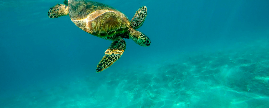 turtle swimming in the caribbean sea