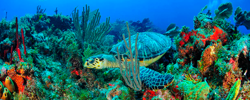 Turtle swimming on isla mujeres reefs
