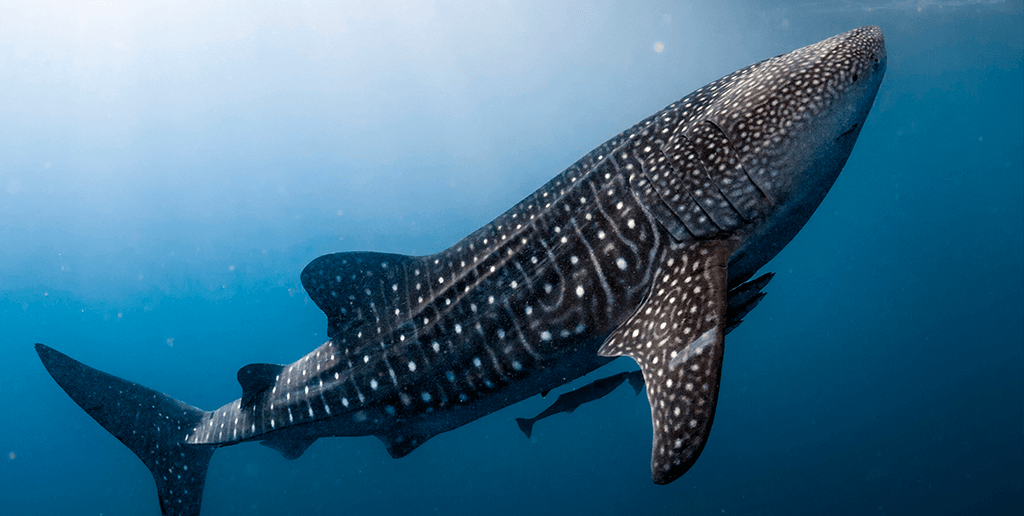whale shark protection in mexico